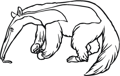 Anteater 5 Coloring Page